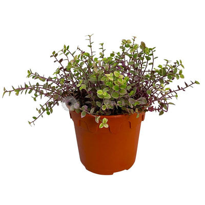 CALLISIA REPENS 'PINK LADY' P15