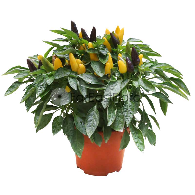 Capsicum (P15c)