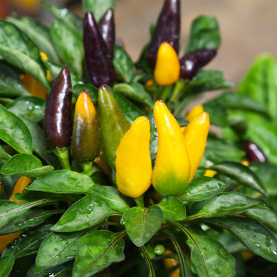 Capsicum closeup