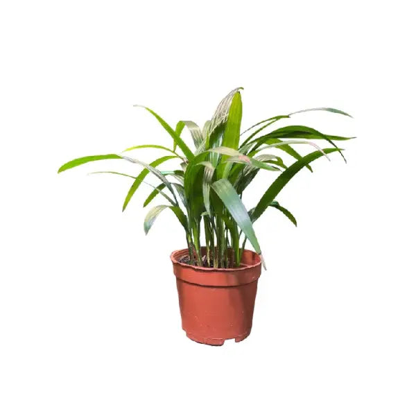RHAPIS PALM P9C-棕竹 (TB/AW/HF)