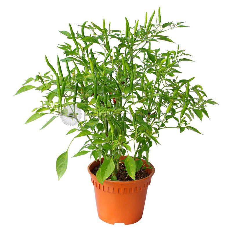 CHILLI PADI P15C (PR/SH)