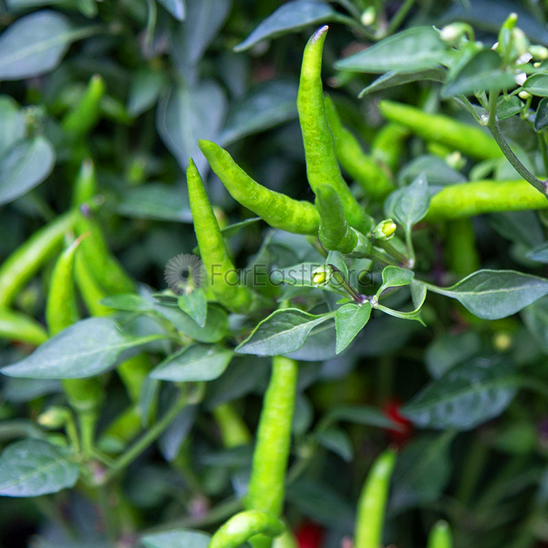 CHILLI PADI P15C (PR/SH)