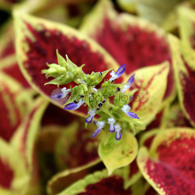 Coleus (P26c) closeup