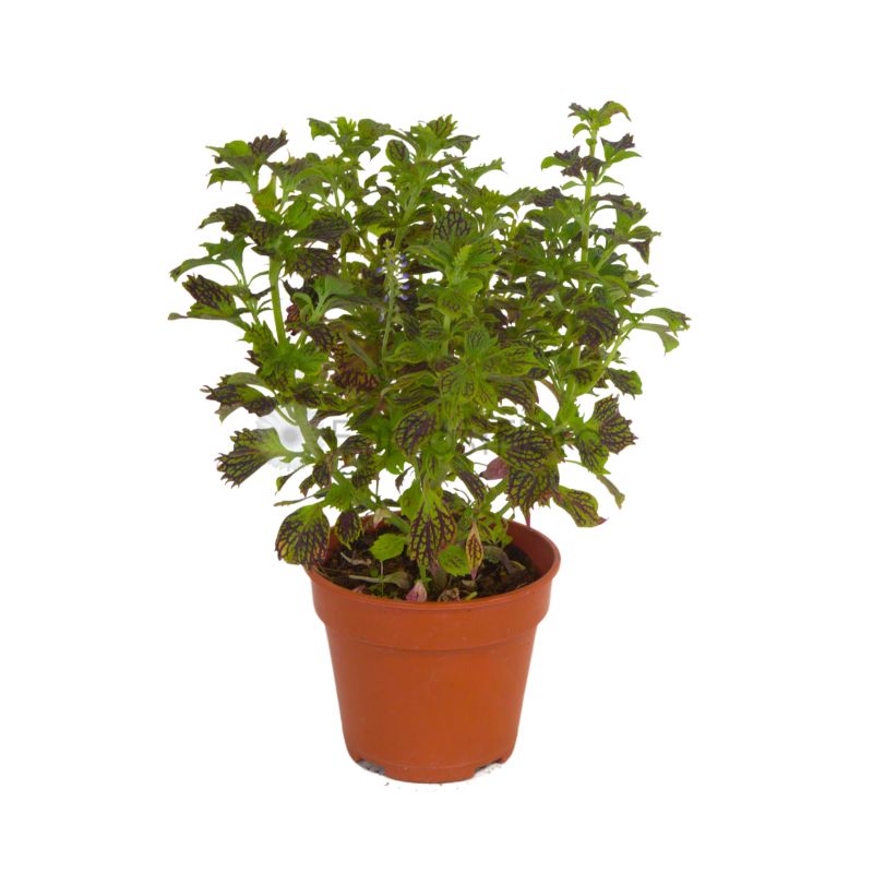 Coleus (P15c)