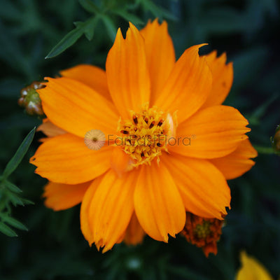 Cosmos Cosmic Orange