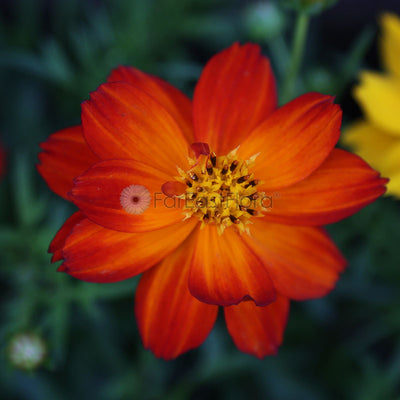 Cosmos Cosmic Red
