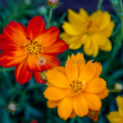 Cosmos Cosmic Red