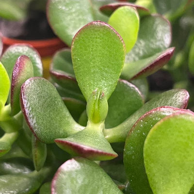 Crassula (P5.5) closeup