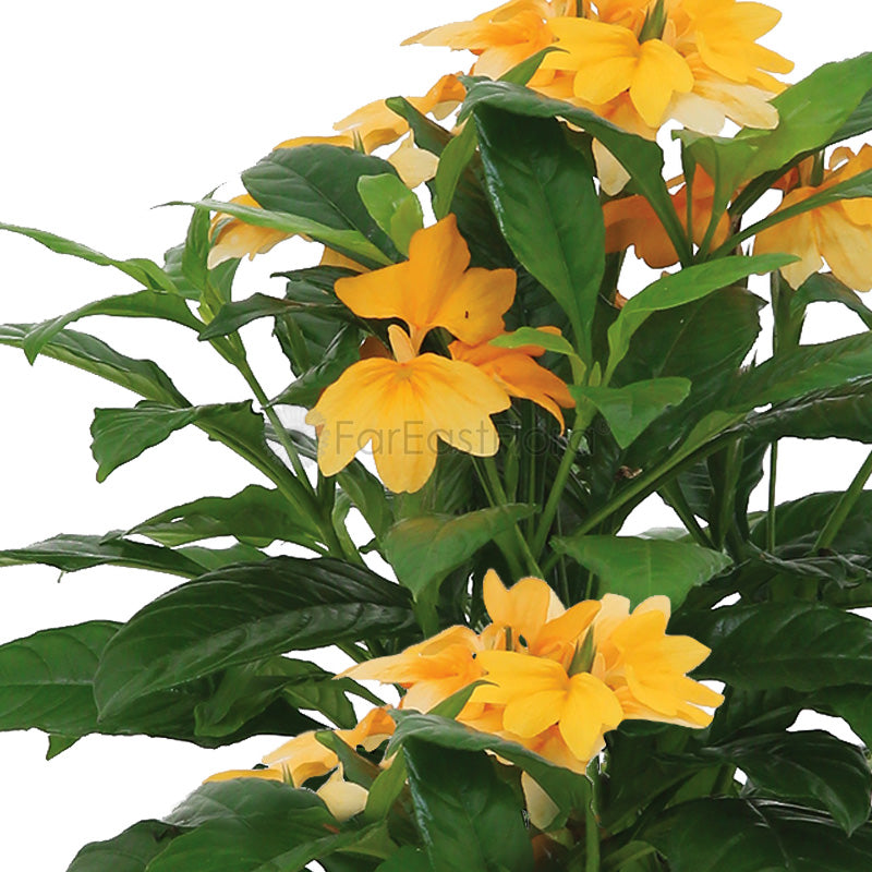 Crossandra