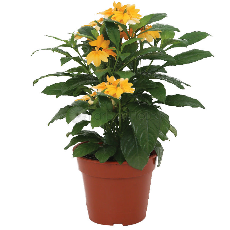 Crossandra (P15c)
