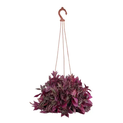 TRADESCANTIA PURPLE ZEBRINA P15C (SH)