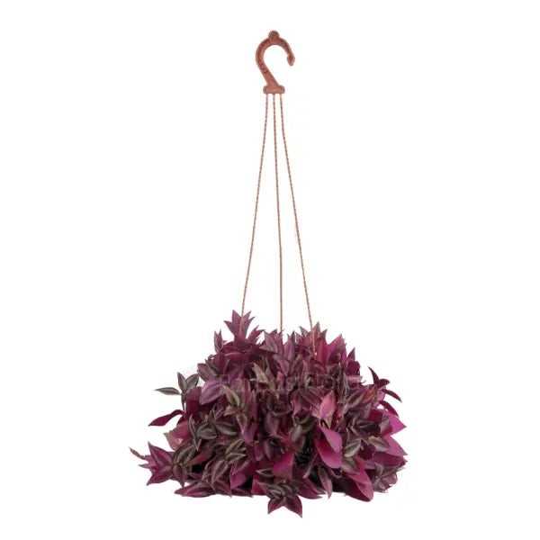 TRADESCANTIA PURPLE ZEBRINA P15C (SH)