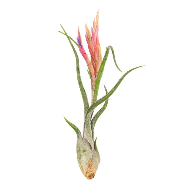 T. CAPUT MEDUSAE Large (Height 15 cm)