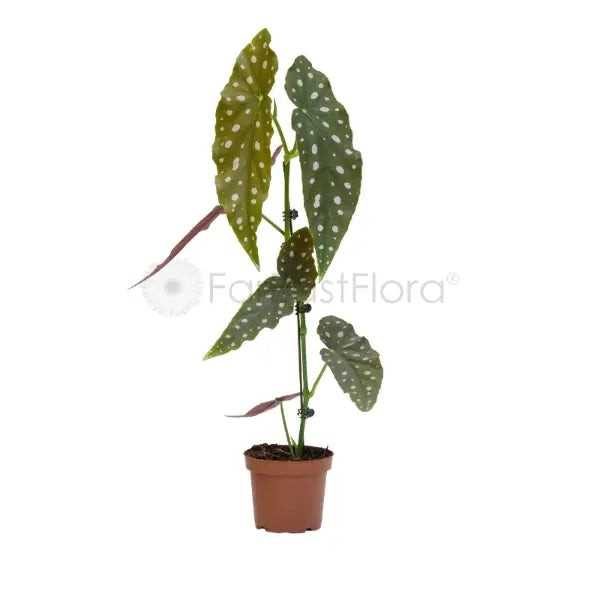 BEGONIA MACULATA P14C (YG)