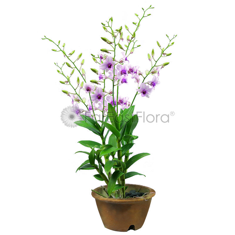 Dendrobium Mixed (P18c)