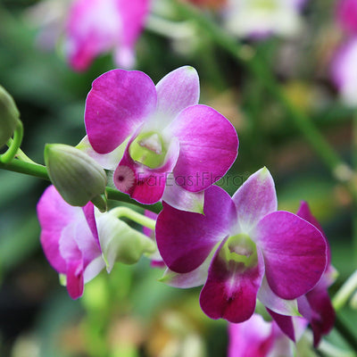 Dendrobium Mixed - Purple