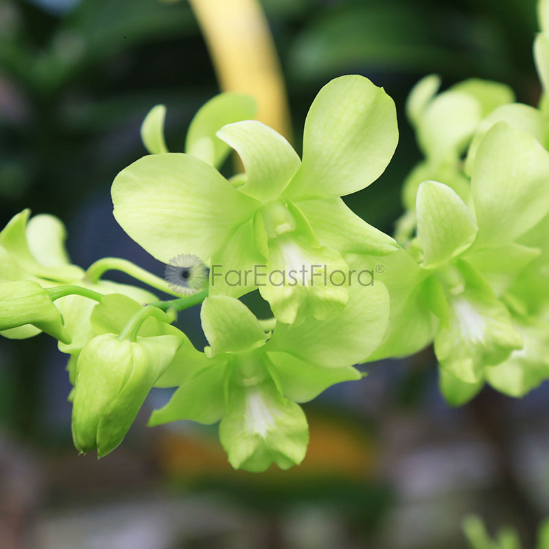 Dendrobium Mixed - Green