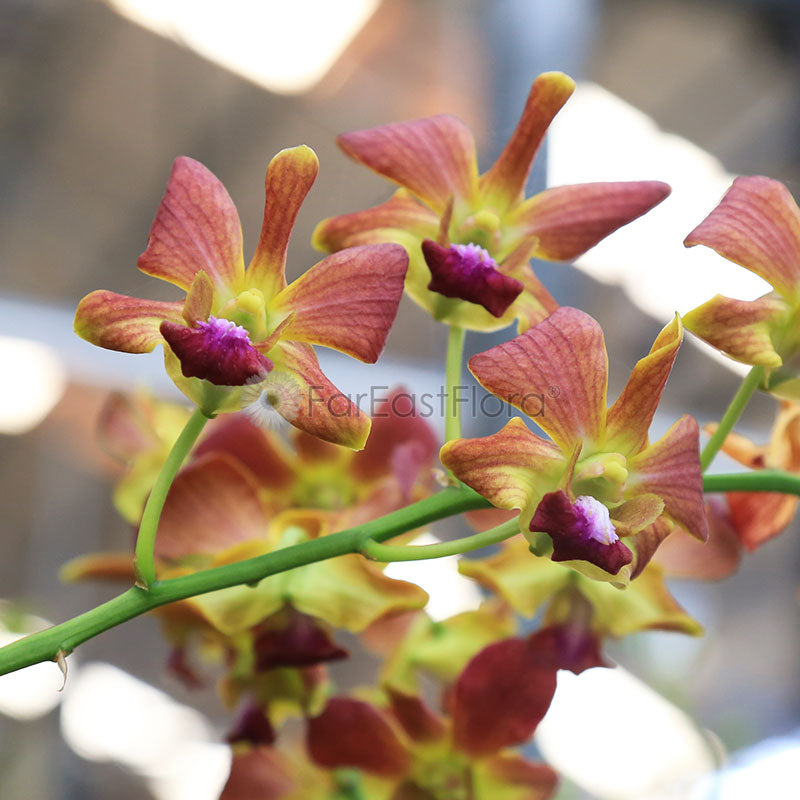 Dendrobium Mixed - Red