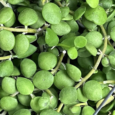 Dischidia Nummularis closeup