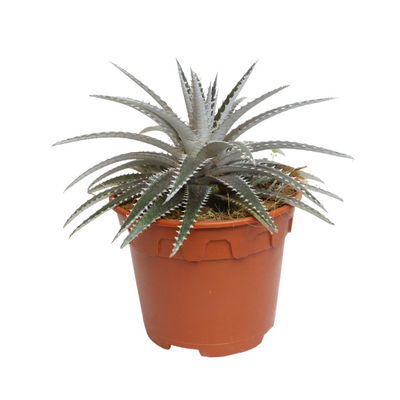 DYCKIA DAWSONII P15C (SH)