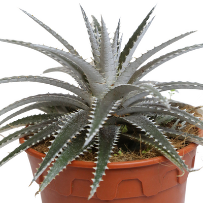 DYCKIA DAWSONII P15C (SH)
