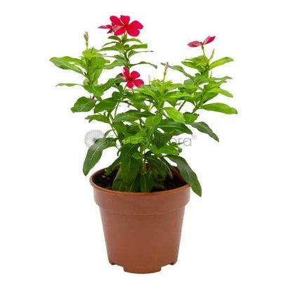 VINCA ROSEA PERIWINKLE P15C (YX)