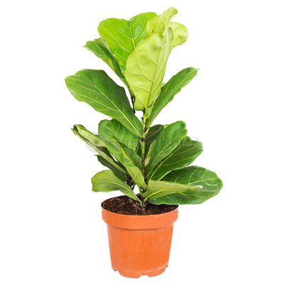 FICUS LYRATA P17C (GA)