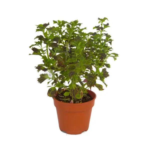 COLEUS ASSORTED P15C (YX)