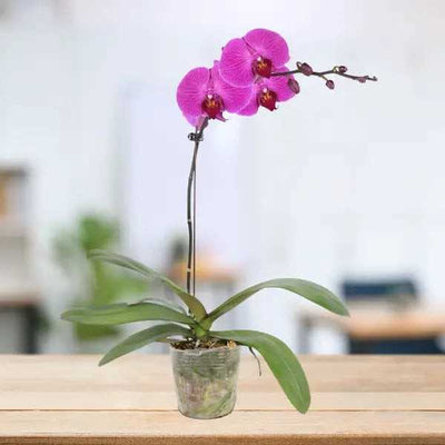 PHALAENOPSIS ASSORTED AIR-FLOWN PREMIUM A*:特级单梗大花3.5" S/O $24.90 (AF)