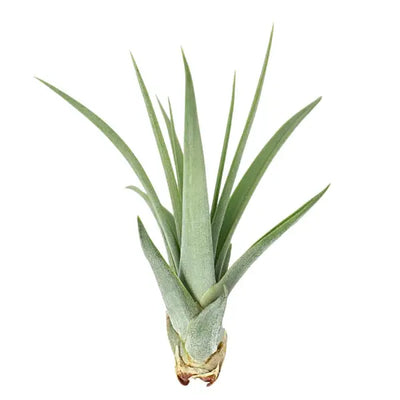 T. CONCOLOR Medium (Width 12.5 cm)