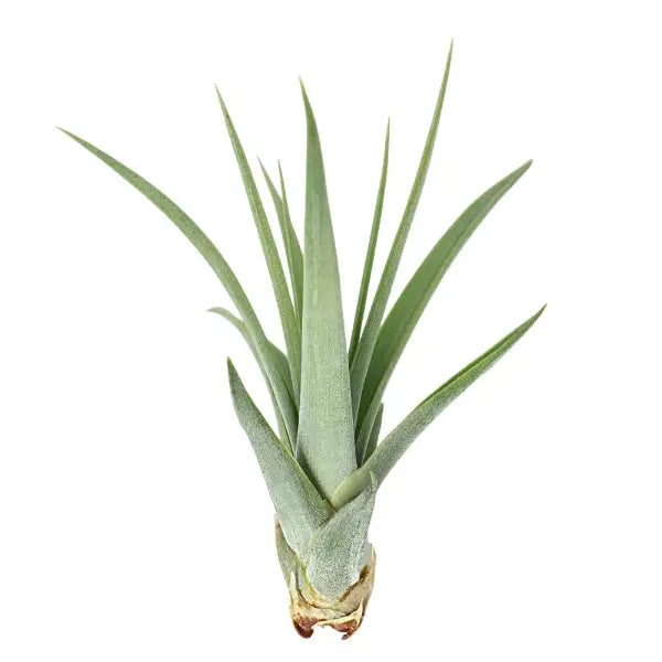 T. CONCOLOR Medium (Width 12.5 cm)
