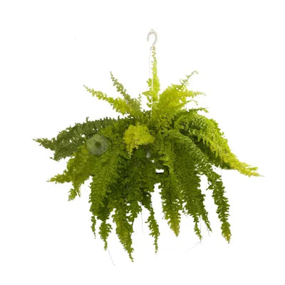 BOSTON FERN GOLDEN P22C (SH)