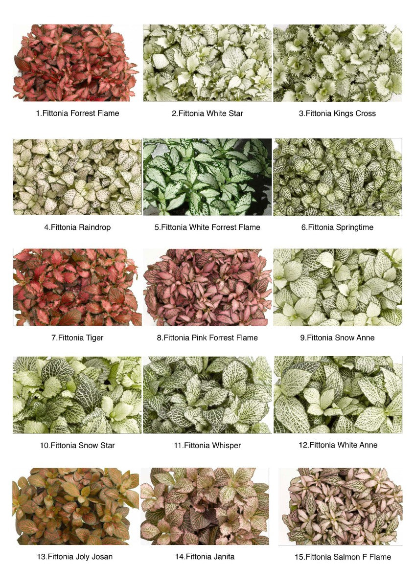 FITTONIA ASSORTED P8C-网纹草 (TB/AF/AW/HF)