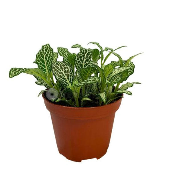 Fittonia Green