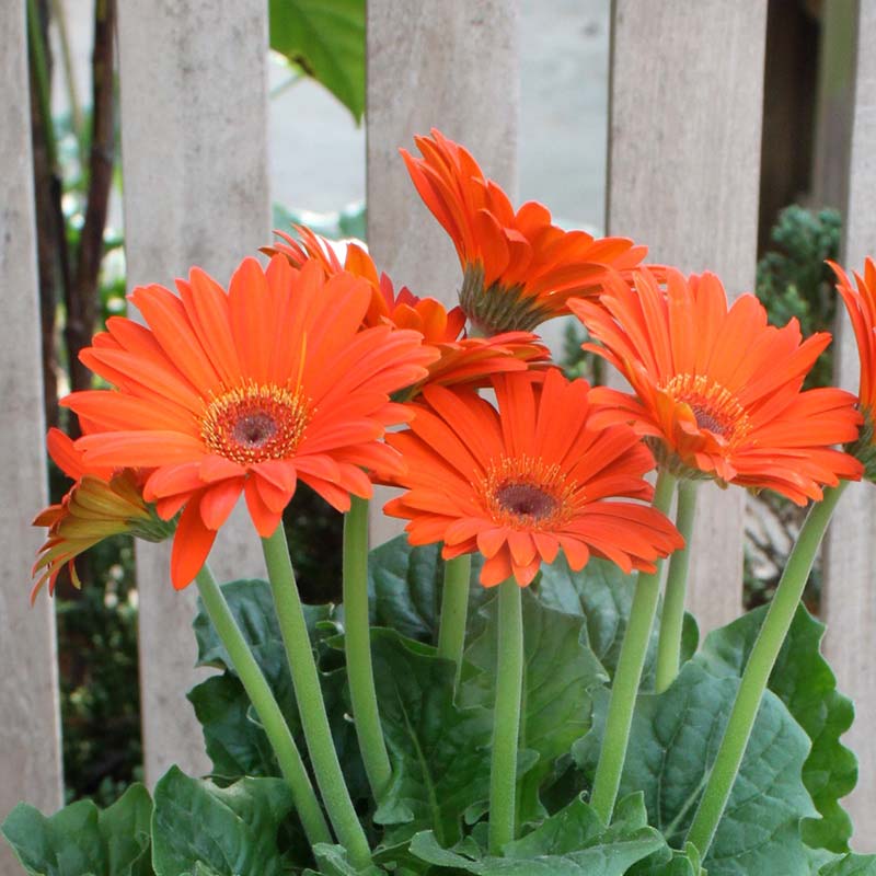 Gerbera closeup