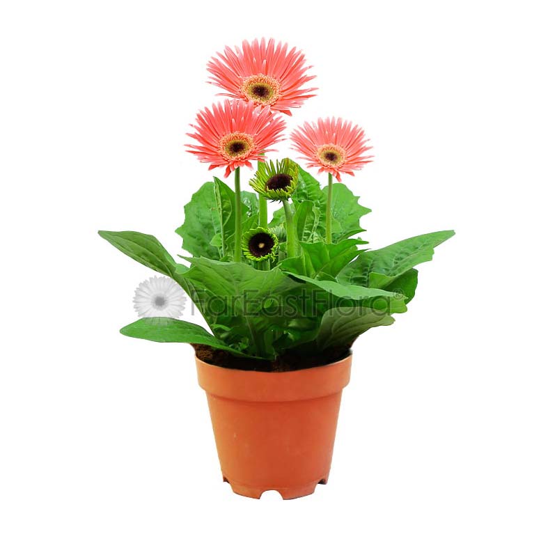 Gerbera (P15c)