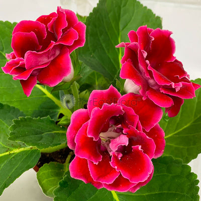 Gloxinia Red