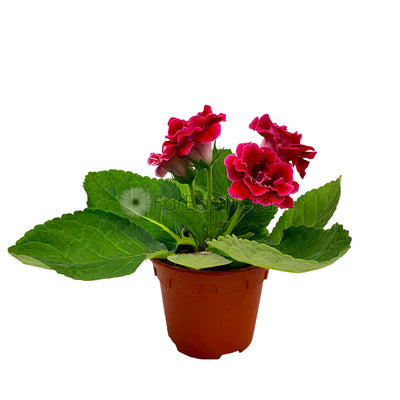 Gloxinia Red (P15c)