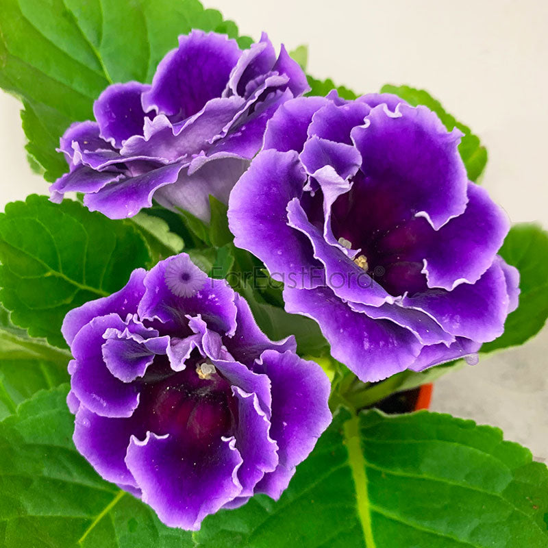Gloxinia Violet
