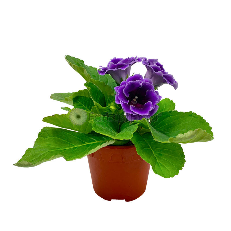 Gloxinia Violet (P15c)