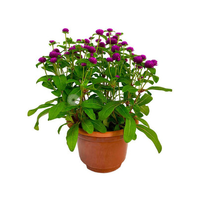 Gomphrena Blue Button P15c