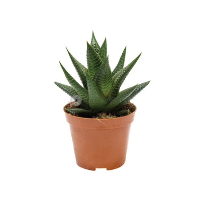 HAWORTHIA - 5.5C