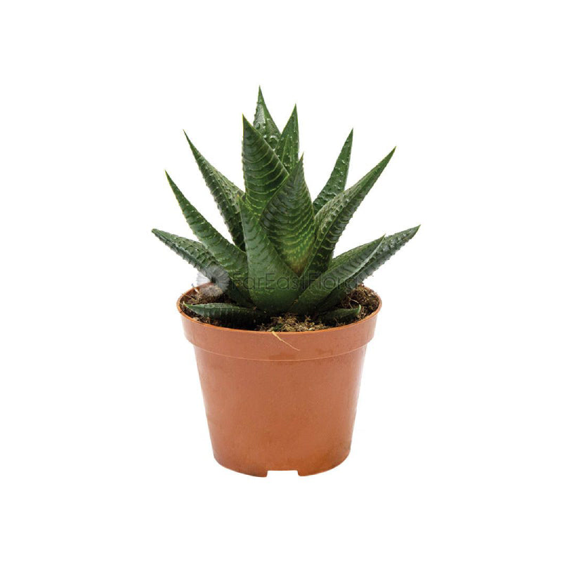 HAWORTHIA - 5.5C