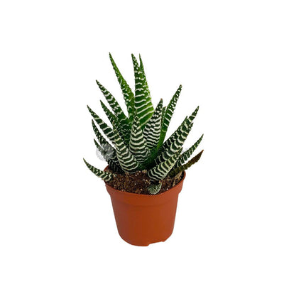 HAWORTHIA - 5.5C