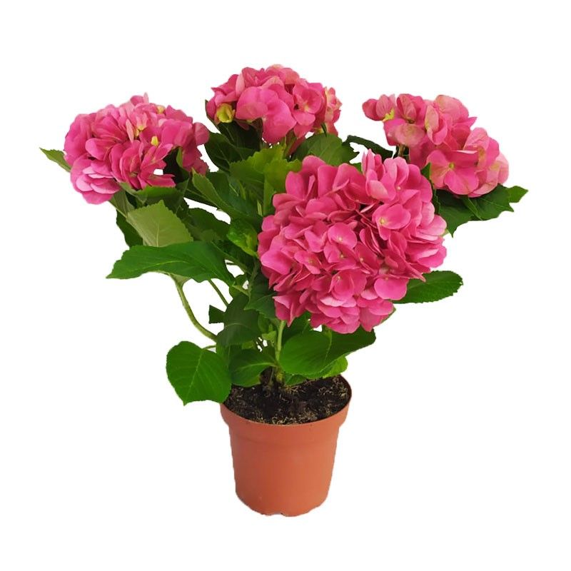 HYDRANGEA ASSORTED P15/16C-绣球花 (AF/HF)