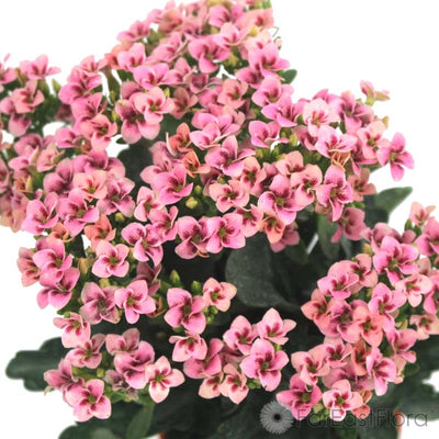 Kalanchoe Pink