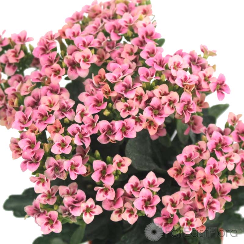Kalanchoe Pink