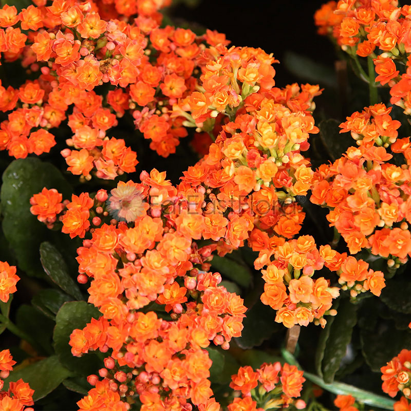 Kalanchoe Orange