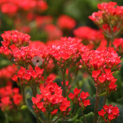 Kalanchoe Red