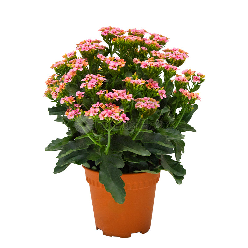 Kalanchoe (P15c)